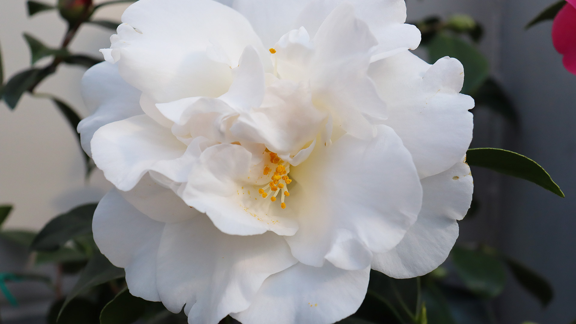 赤い椿の花言葉は「控えめな素晴らしさ」「謙虚な美徳」。<BR> 
<BR> 
白い椿の花言葉は「完全なる美しさ」「至上の愛らしさ」。<BR> 
<BR> 
ピンクの椿の花言葉は「控えめな美」「控えめな愛」。
