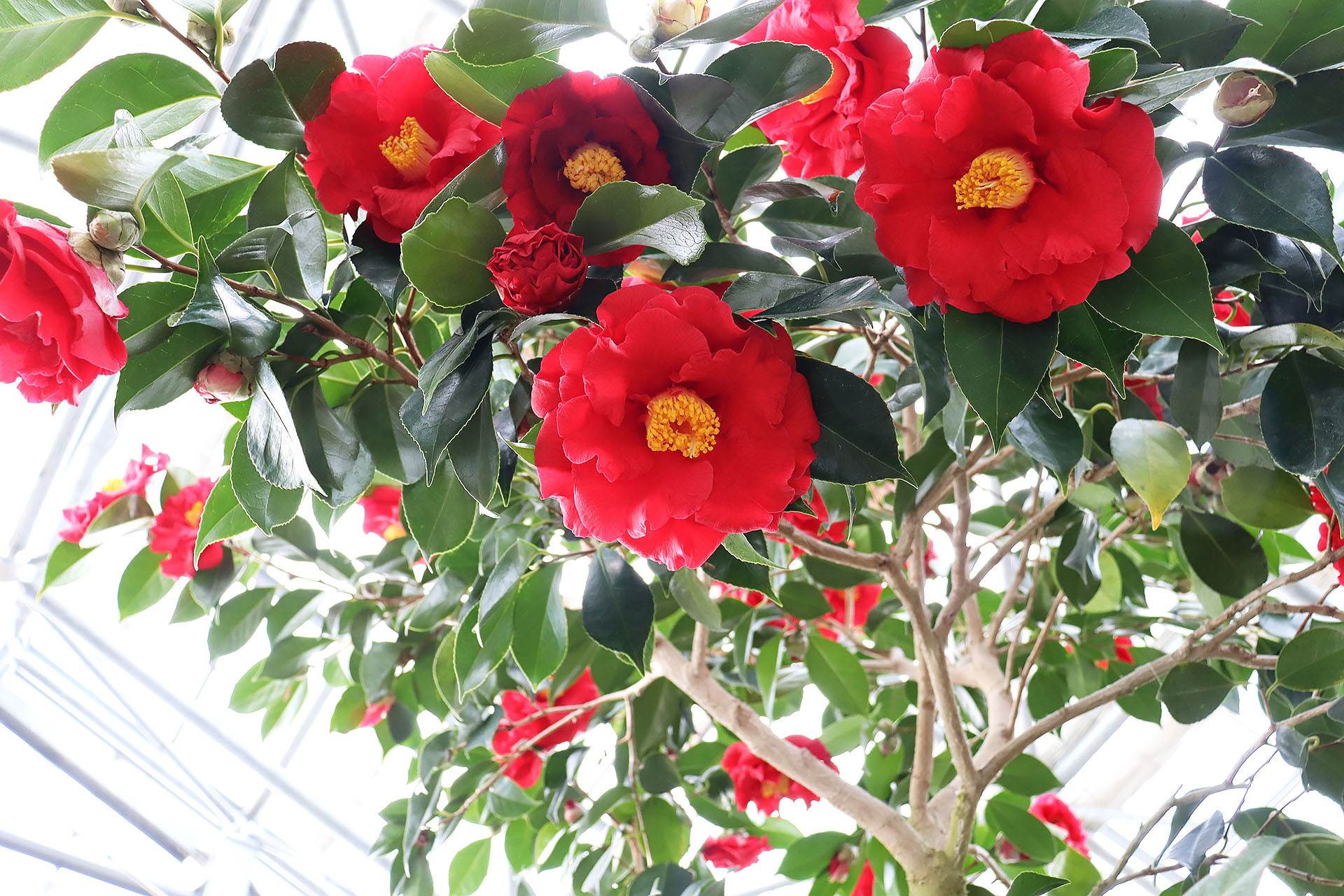 椿コレクション さんめん椿子